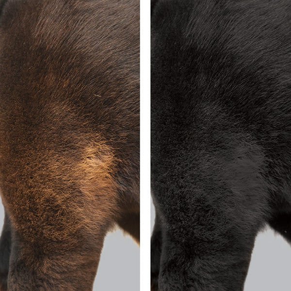 ProDye Livestock Hair Dye, Black - W2ADE - 3