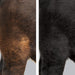 ProDye Livestock Hair Dye, Black - W2ADE - 3