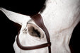 Rambo 2.0 Micklem Competition Leather Horse Bridle with Reins - FO502 - Dark Havana - Cob - 4