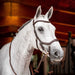 Rambo 2.0 Micklem Competition Leather Horse Bridle with Reins - FO502 - Dark Havana - Cob - 1