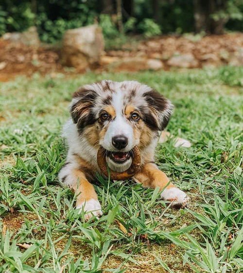 Redbarn Chew - A - Bulls, Dental Ring - Jeffers - Animal Health & Wellness > Oral Care