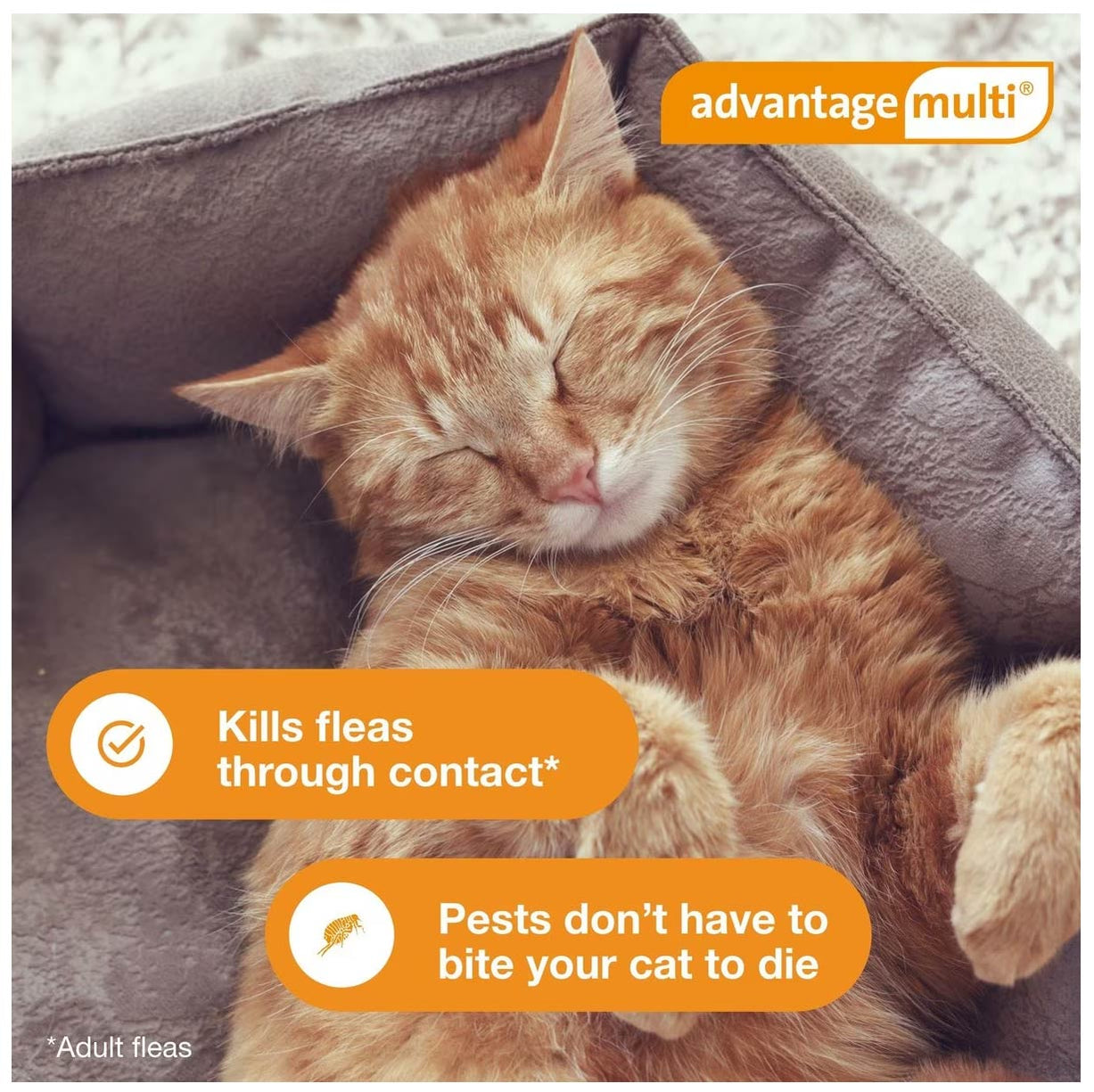 Flea Rx Rx Advantage Multi for Cats for Flea and Tick Treatment — Pet Supplies ...