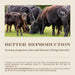 Rx LongRange (eprinomectin) ERI Extended - Release Injection for Cattle - 012BI-21659 - 500 mL - 6