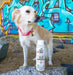 Skout's Honor Flea + Tick Shampoo for Dogs, 16 oz - NWD5 - 16oz - 4