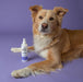 Skout's Honor Probiotic Paw Spray, 8 oz - NWDA - 8oz - 3