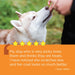 Vetality Aller-Immune Skin & Coat Well Chews for Dogs (in canister) Size all sizes