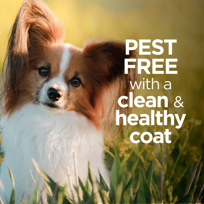 Vetality Avantect II Flea & Tick Shampoo for Dogs - Paraben & Sulfate Free - TVB3E - 8 oz - 1 ct - 6