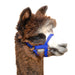 Weaver Leather Nylon Alpaca Halter - W264 - Blue - Average - 1