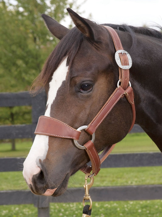Weaver Leather Stacy Westfall Bronc Halter, Sunset Harness - WEAKW - Average - 1