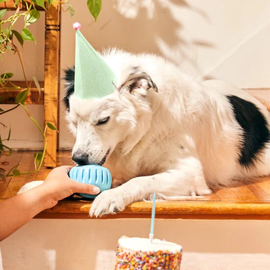 Pupsicle Birthday Color Blue