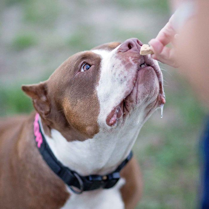 Wonder Bark Everyday All Natural Grain - Free Dog Treats - WB22 - PB N Jelly - 6 oz - 11